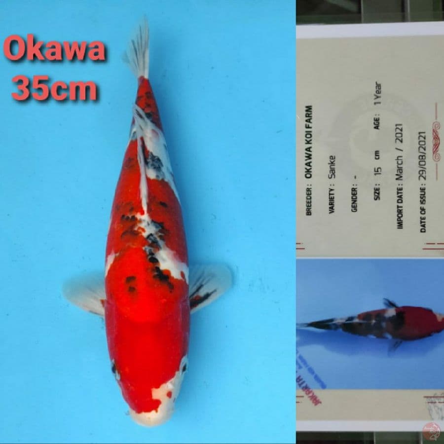 OKAWA SANKE 35CM SERTI