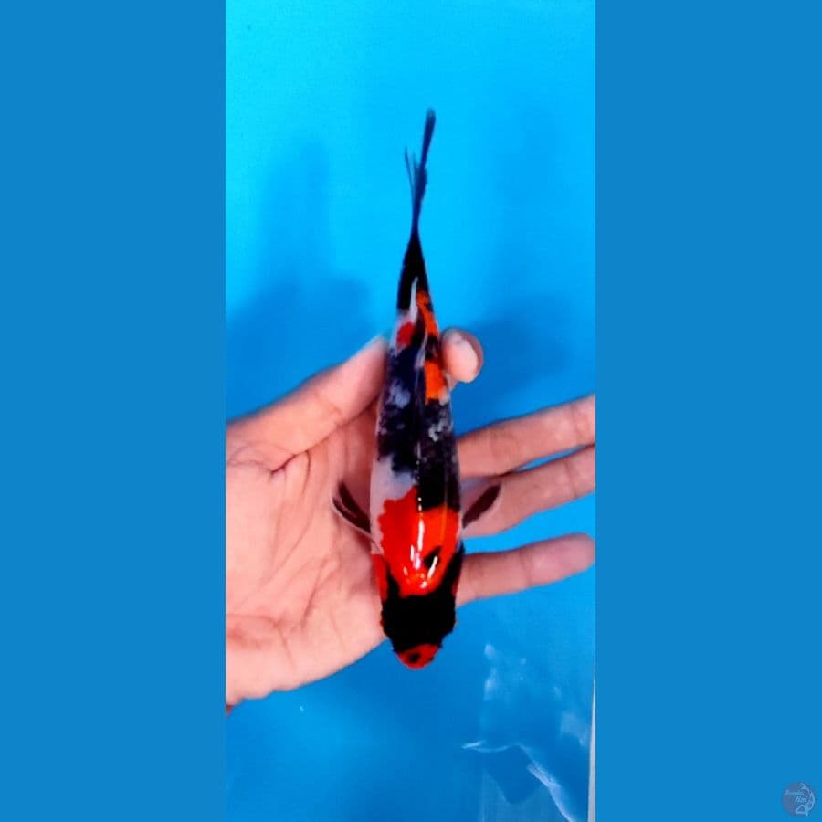 SHOWA BATMAN #20 CM ORIGINAL
