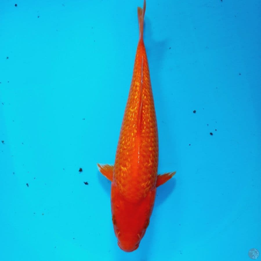 BENIGOI GINRIN//ML/33 CM