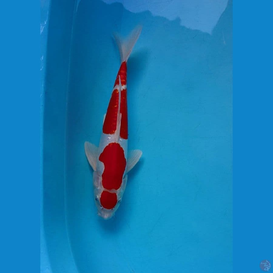 kohaku doitsu