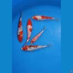 Kohaku&Sanke