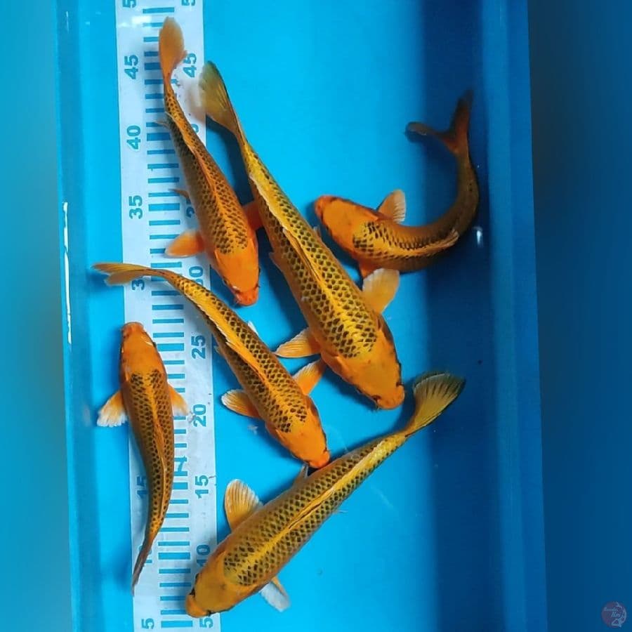 MATSUBA 20-27CM