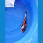 kindai showa male 25 cm