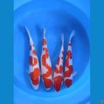 kohaku 40-45cm 4ekor