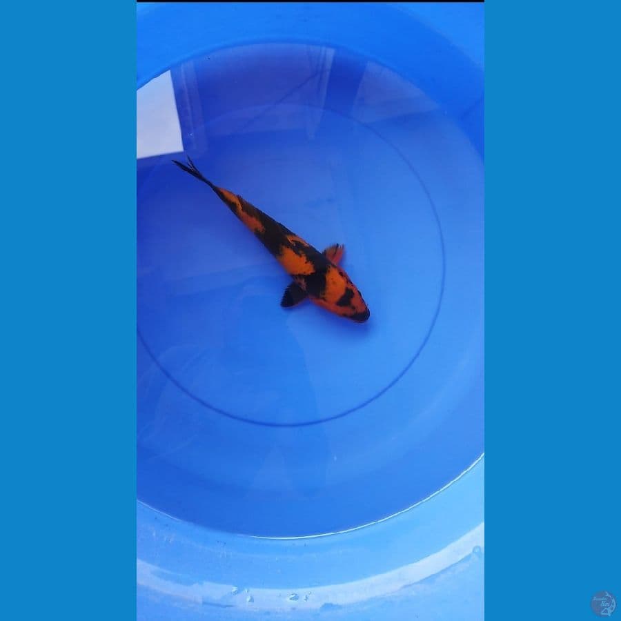 hiutsuri male sz 25 cm