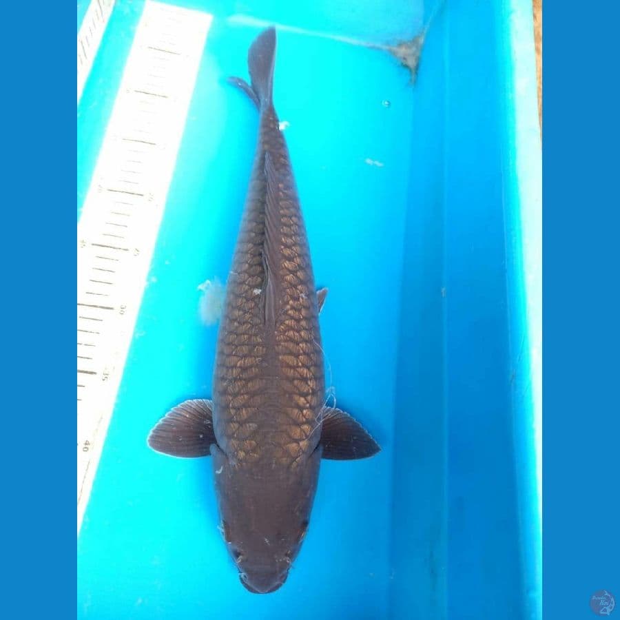 Soragoi Ginrin Jantan 42 cm