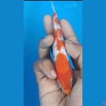 Kohaku ginrin SQ 14 bu