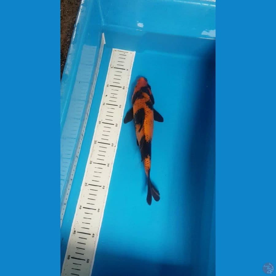 hiutsuri 30 cm