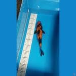 hiutsuri 30 cm