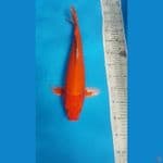 akahajiro 45 cm