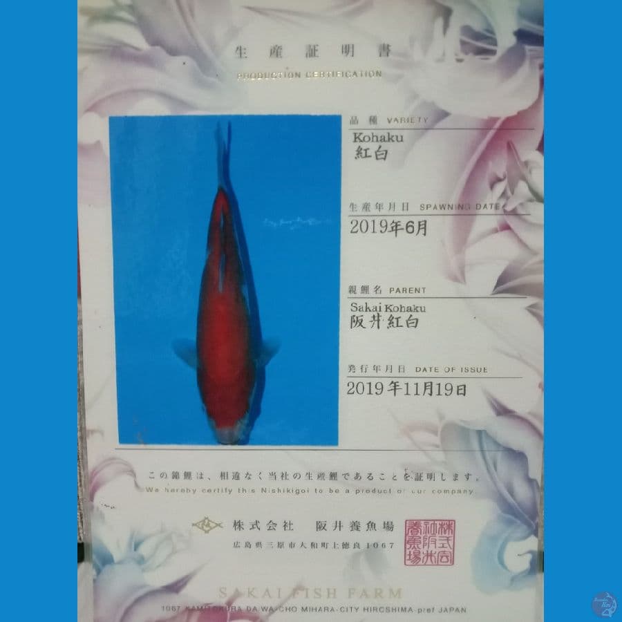 Kohaku IMPORT SAKAI 60cm