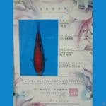 Kohaku IMPORT SAKAI 60cm