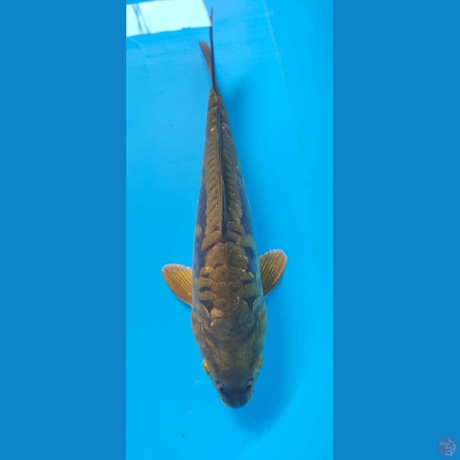 cagoi aragoke 40cm 