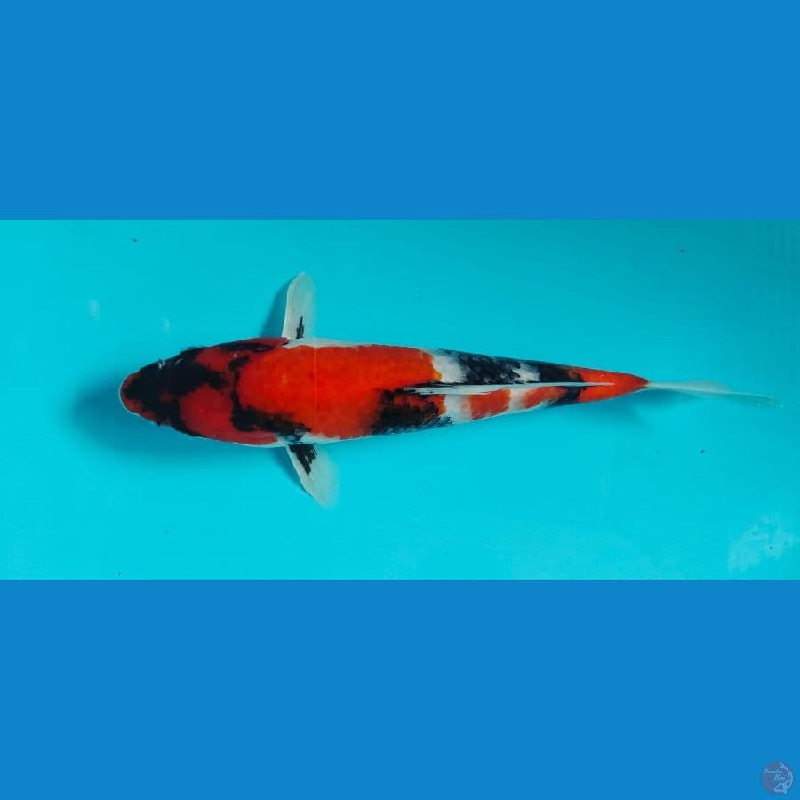 showa 28cm