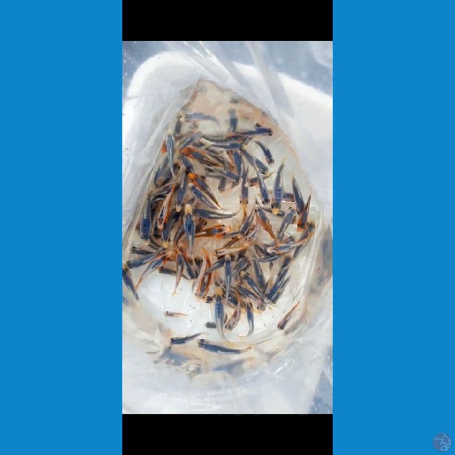 layak di besarkan 100ekor 7-10cm