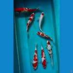 paket kohaku 25-30