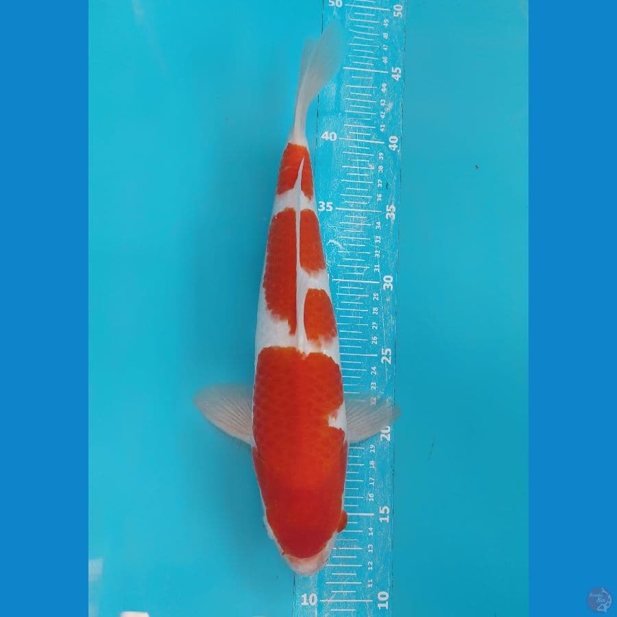 kohaku 34cm Male