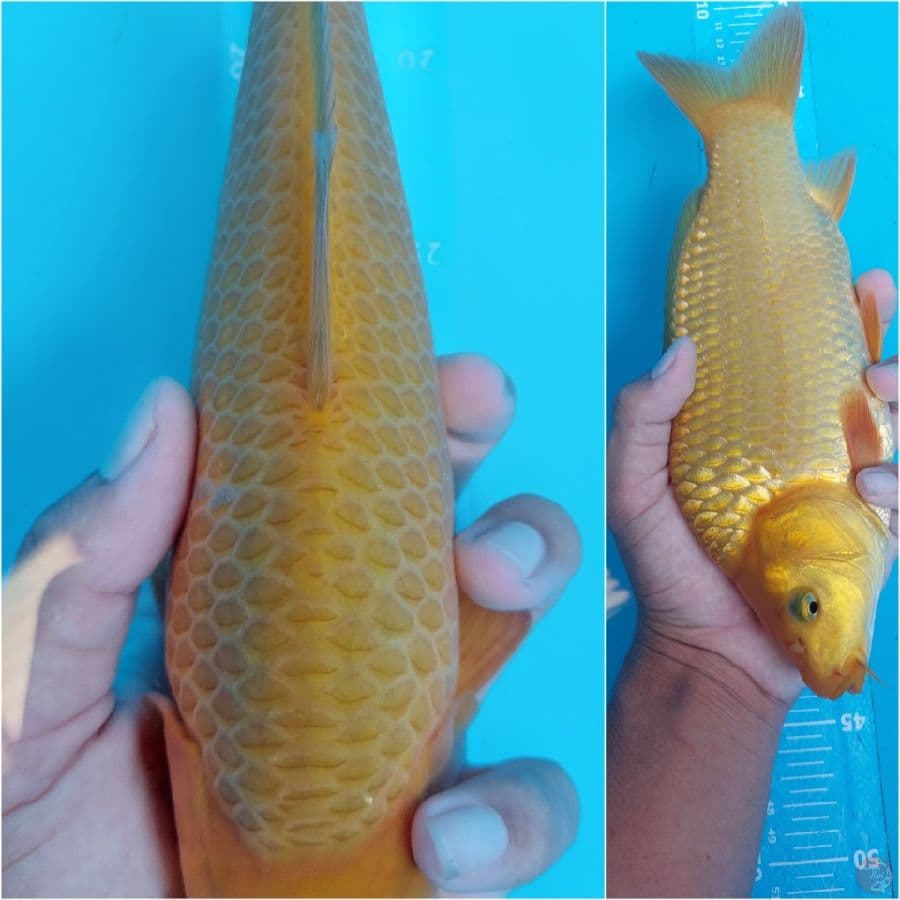 KARAMEL 27CM Female calon jumbo