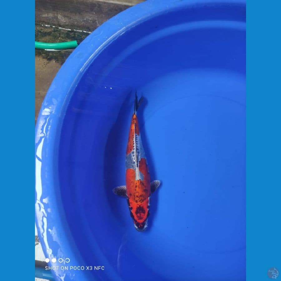 kiko 34CM orie