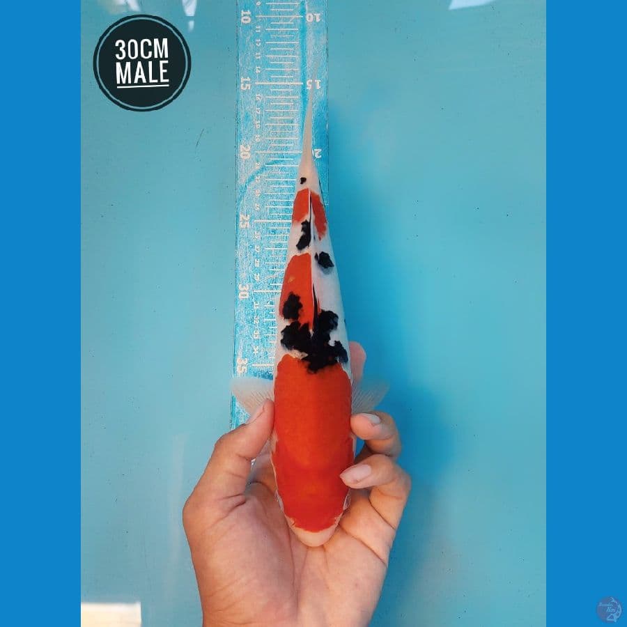 sanke 30cm Super halus strong Male