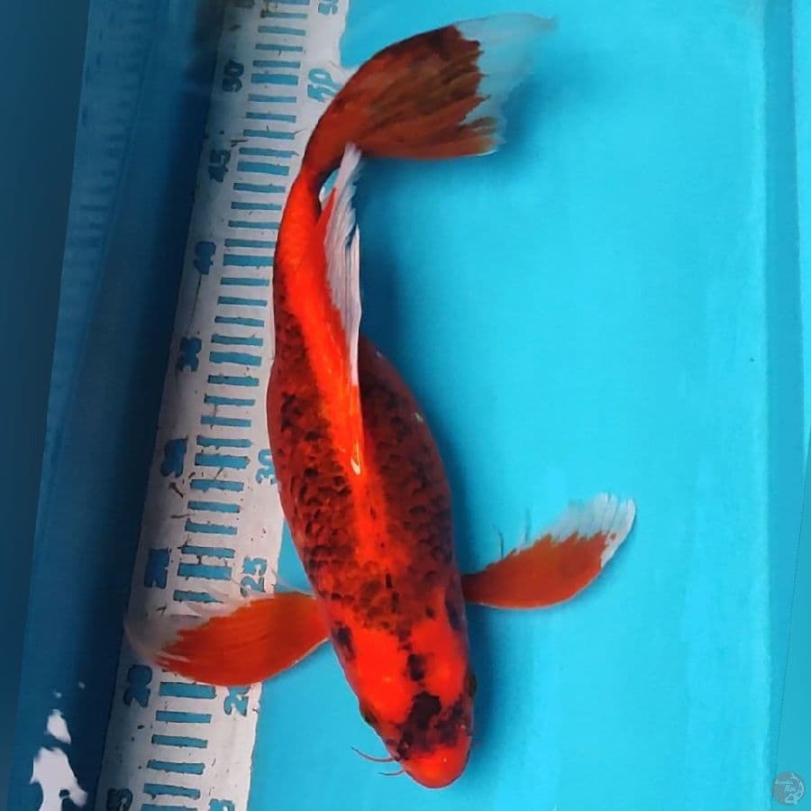 KUMPAY AKAMATSUBA 40CM