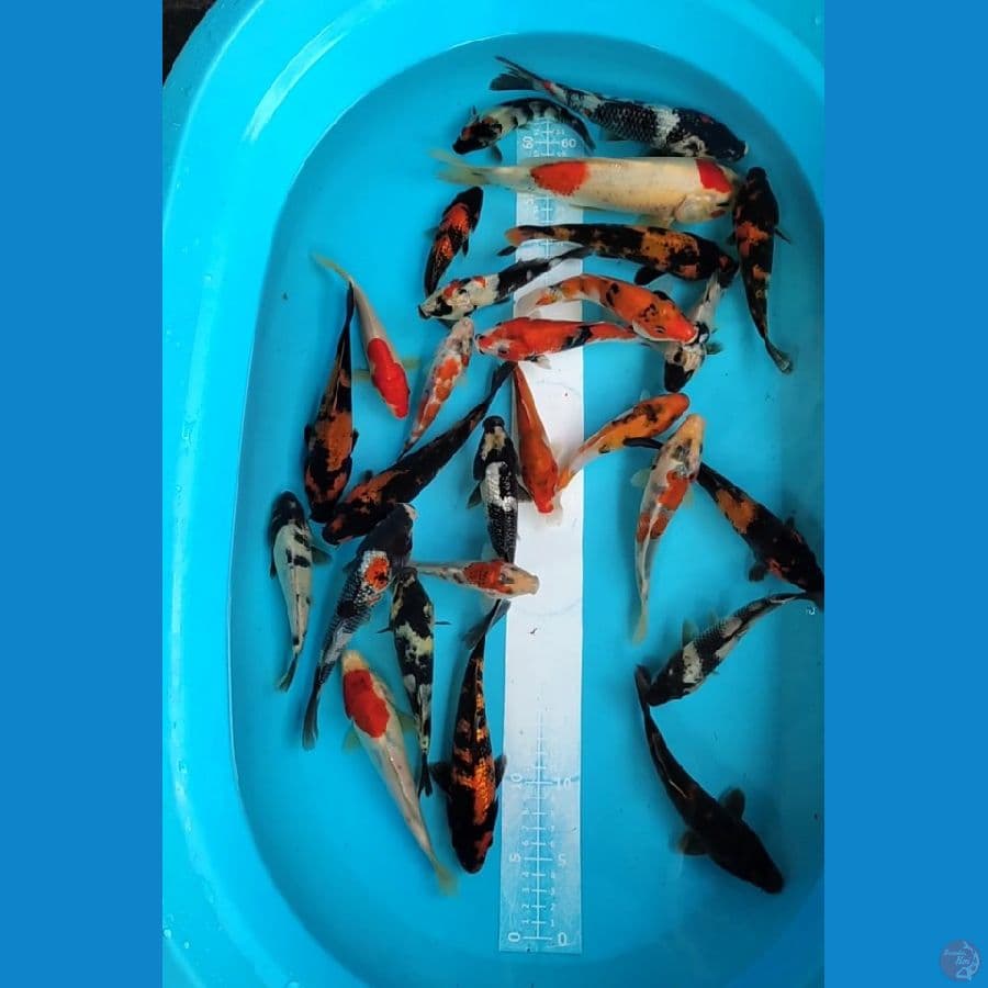 Showa mix 15-20cm up 26 ekor
