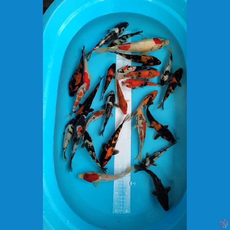 Showa mix 15-20cm up 26 ekor
