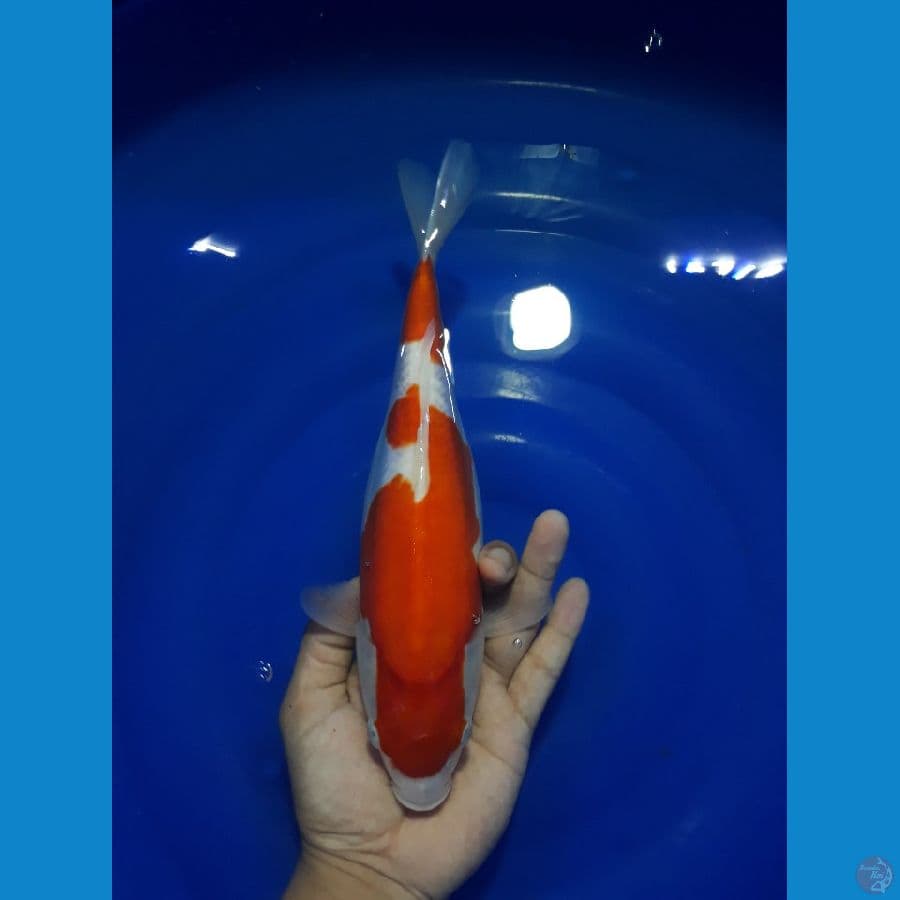 Kohaku doit murni 27cm (female)