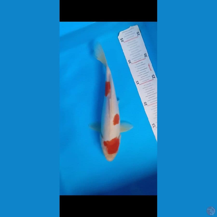 kohaku doit bersih 25cm