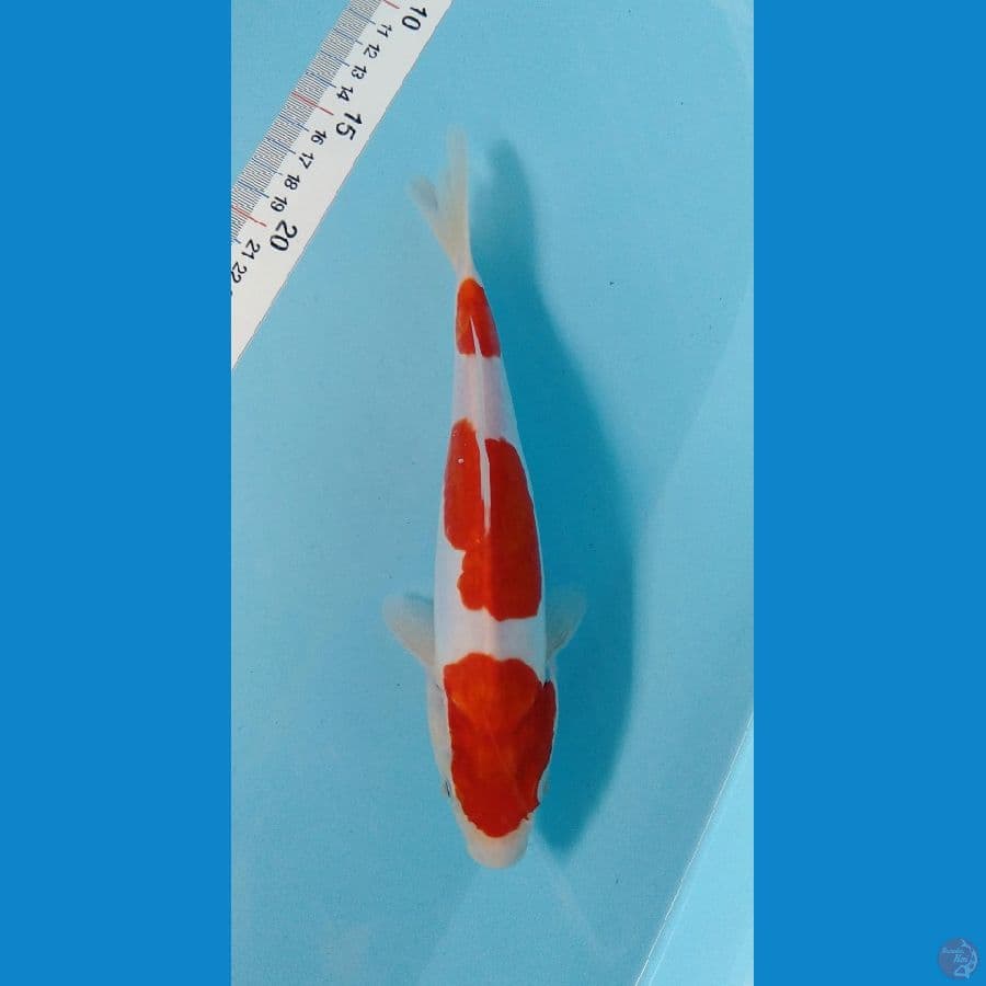 KOHAKU DOITSU MURNI ORIGINAL
