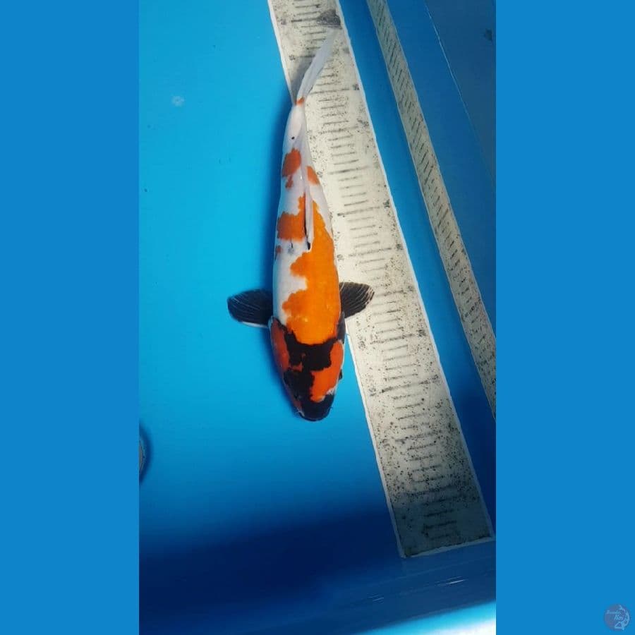 showa 41 cm