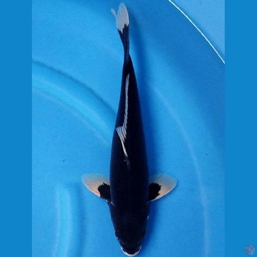 HAJIRO 35 CM MALE