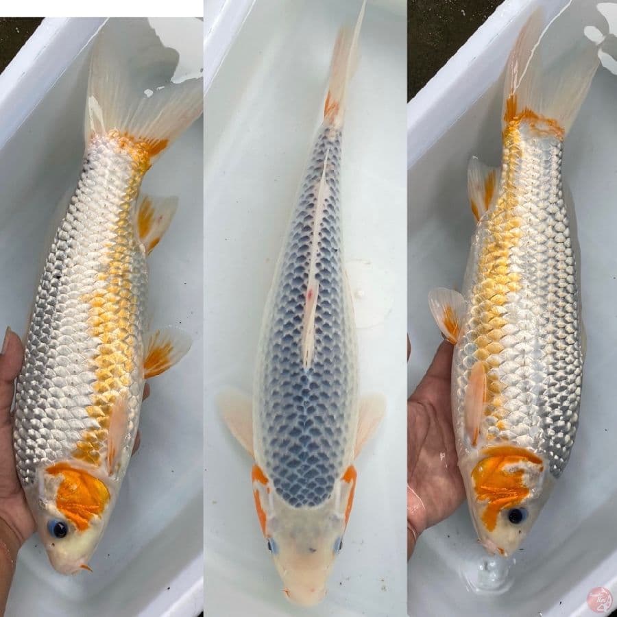 asagi 36cm female