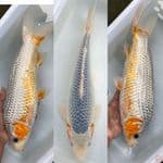 asagi 36cm female