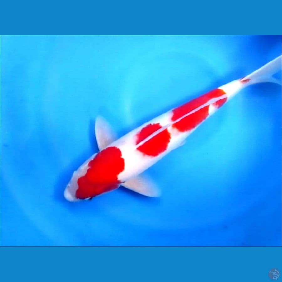 original 40cm male