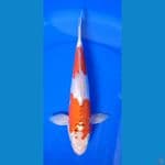 kujaku doitshu 35cm