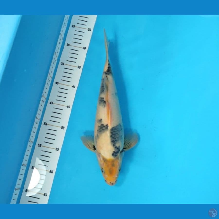 SHIRO TATEGOI 35 CM - MALE