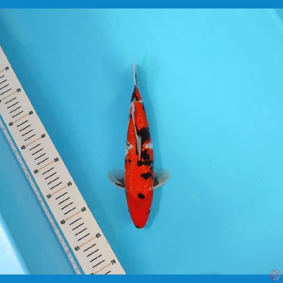 SHOWA 30 CM - MALE 