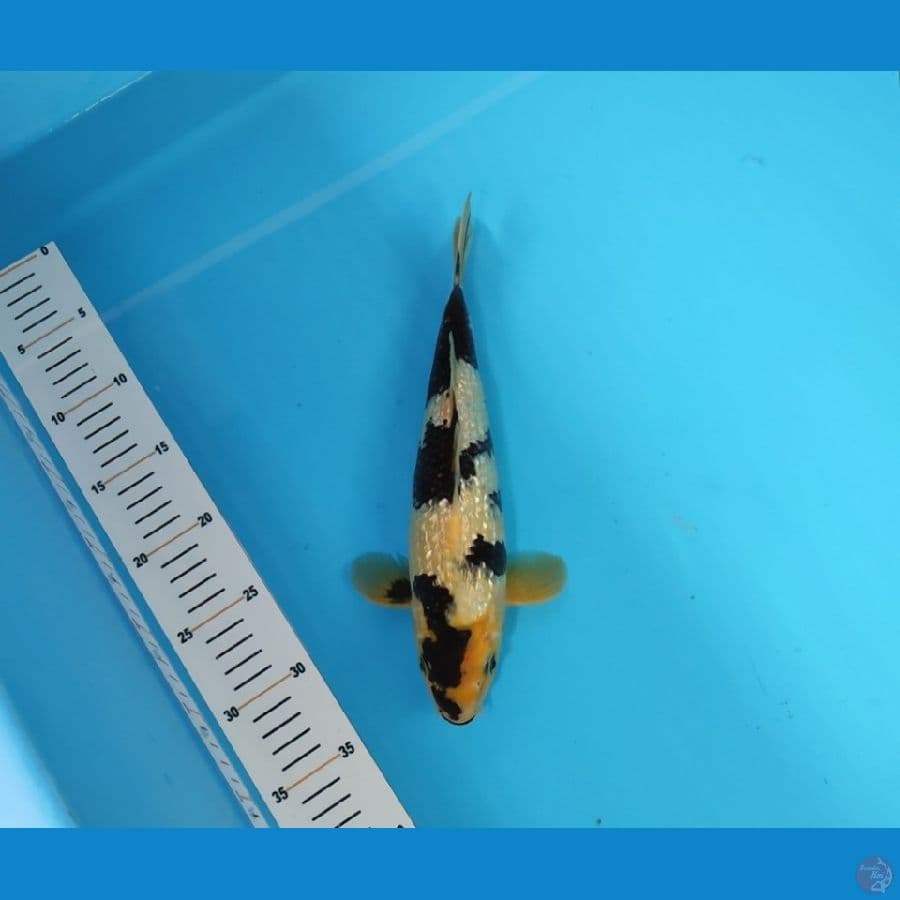 SHIRO GINRIN HQ 29 CM - MALE