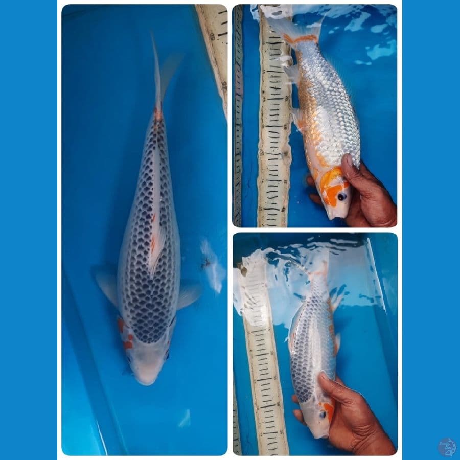 asagi 35cm female