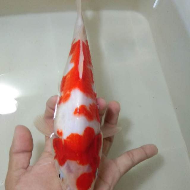 Kohaku bagus 30bu