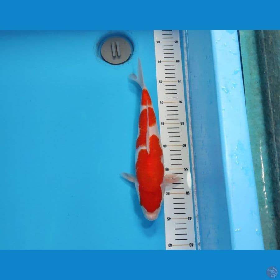 SHOWA TATEGOI 33 CM - FEEMALE 
