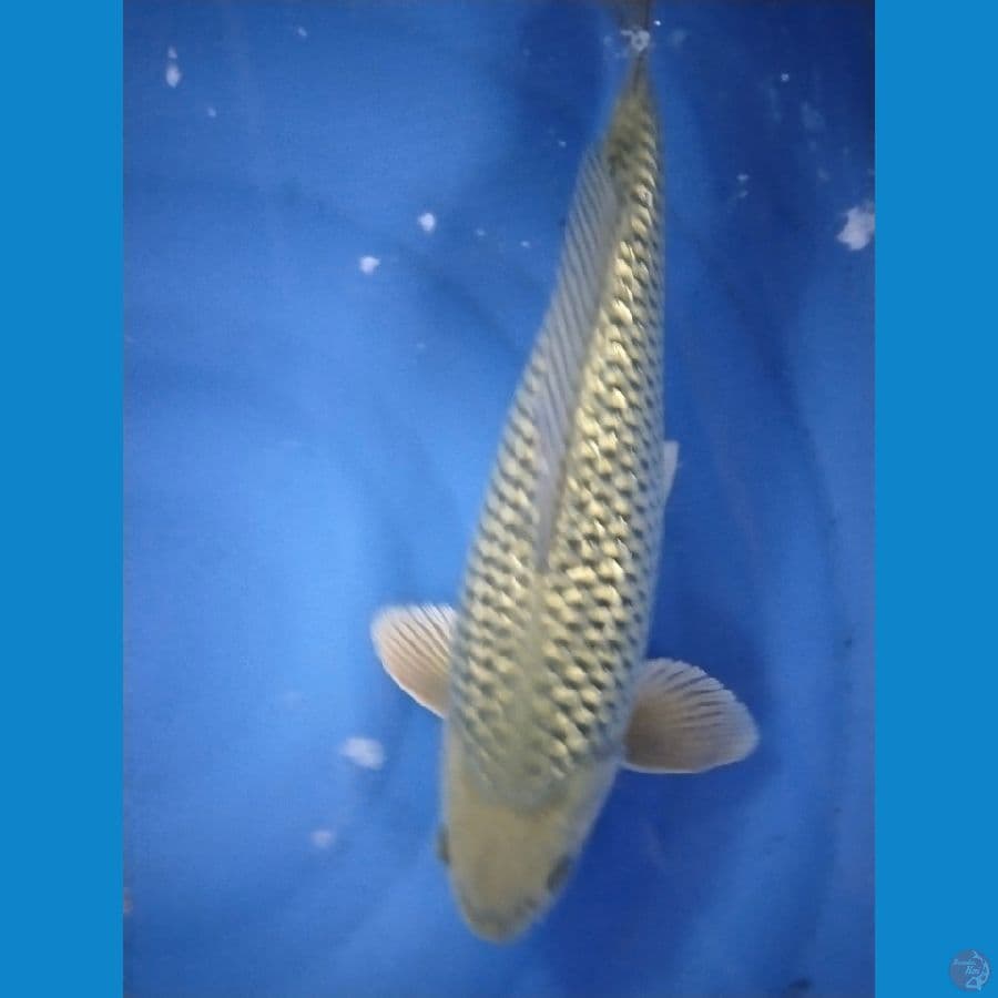 soragoi ginrin 38cm