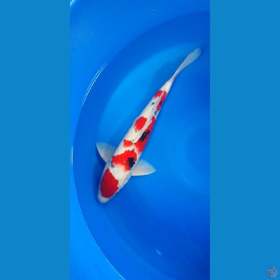 45cm super original