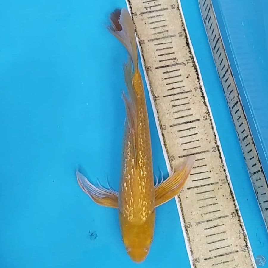Kumpay Karashi Ginrin ~40 M