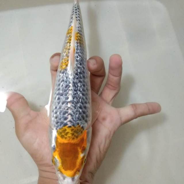 Yellow Kujaku Ginrin 25cm