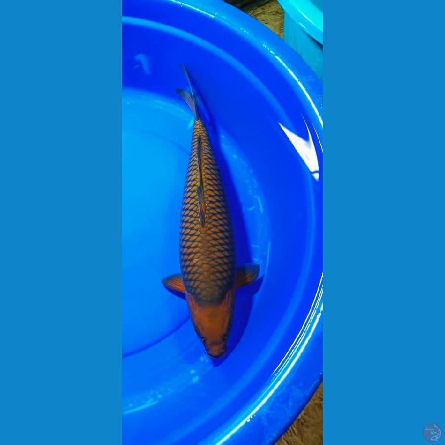 cagoi jareng kaya salak 48 male