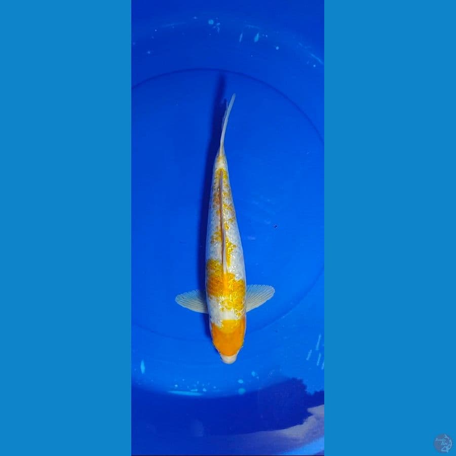KOYO 38 CM