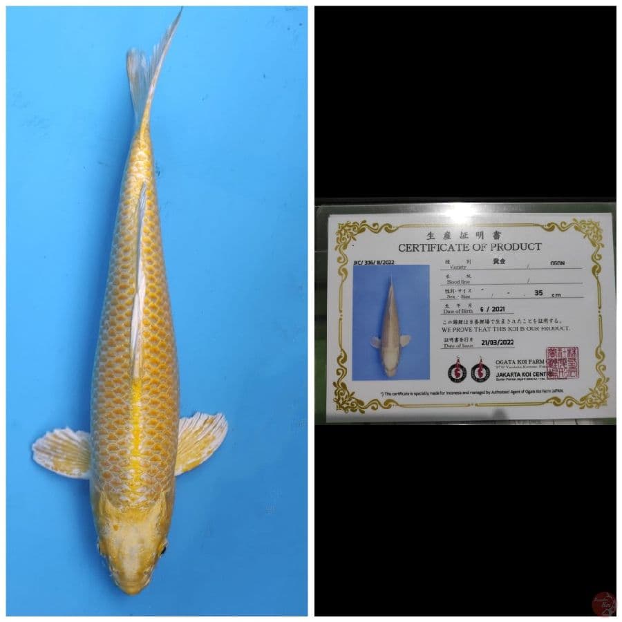 Ogata Yamabuki Ogon 
