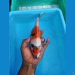 showa maruten cebol 23 cm.